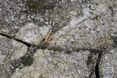 Szczelina na powierzchni skały gipsowo-anhydrytowej (fot. M. Bąbel 07.2008)